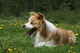BORDER COLLIE 947